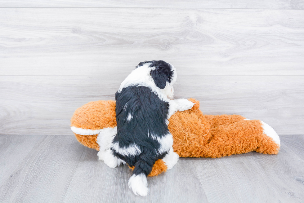 Best Mini Sheepadoodle Baby