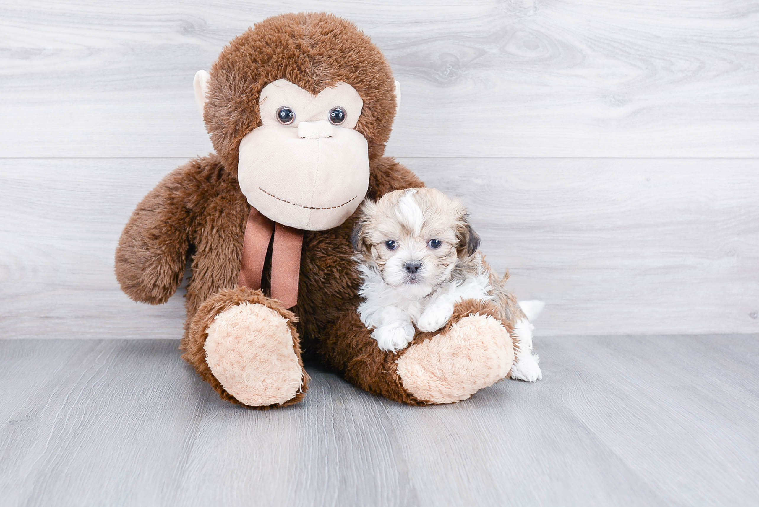 Havanese Puppy for Adoption