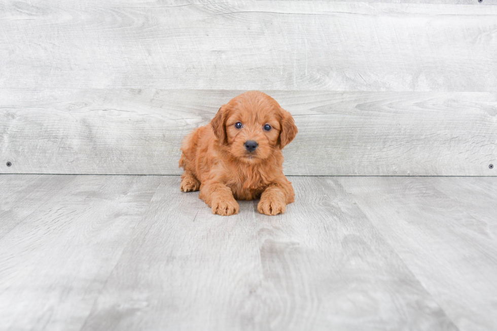 Mini Goldendoodle Puppy for Adoption