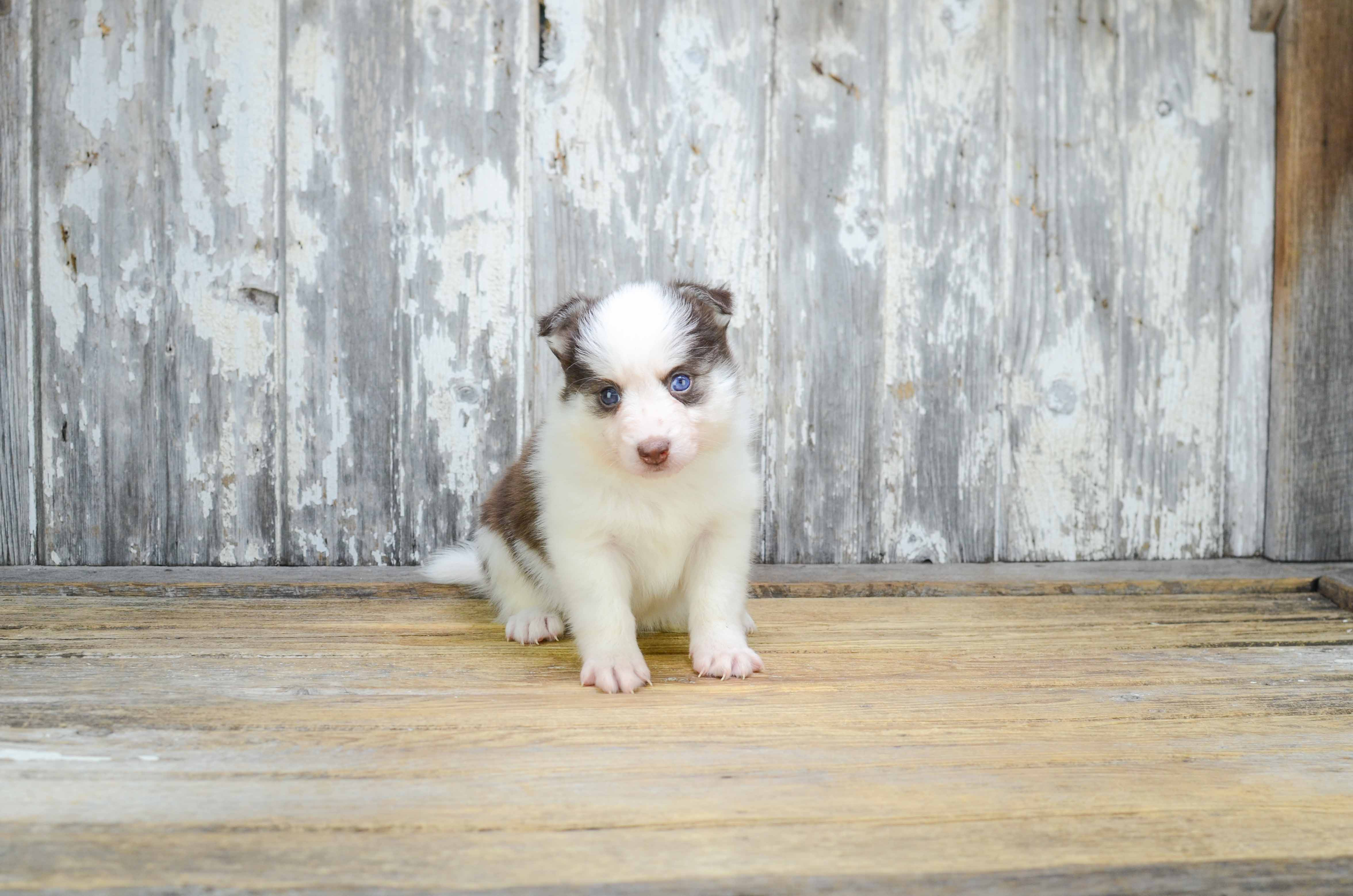 Adorable Mini Husky Designer Puppy