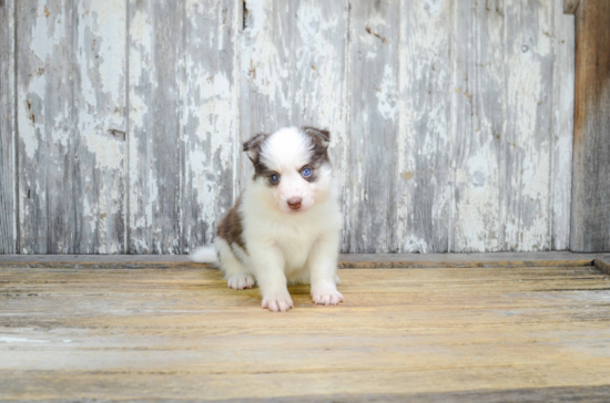 Adorable Mini Husky Designer Puppy