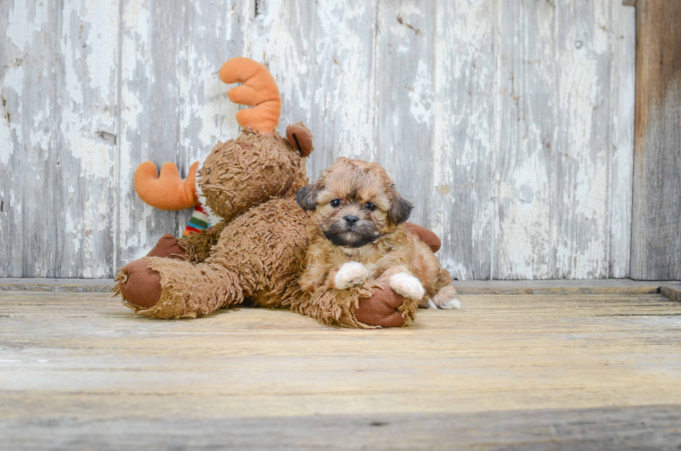 Teddy Bear Puppy for Adoption