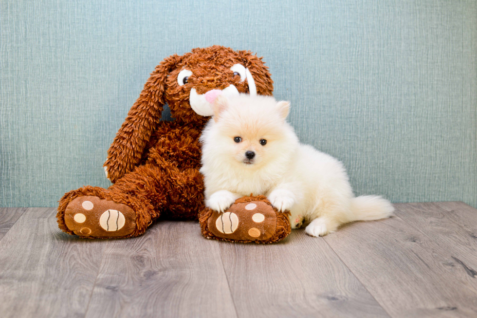 Pomeranian Pup Being Cute