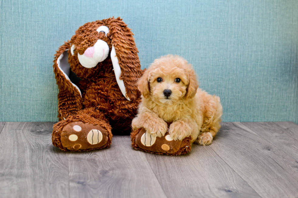 Energetic Cavoodle Poodle Mix Puppy