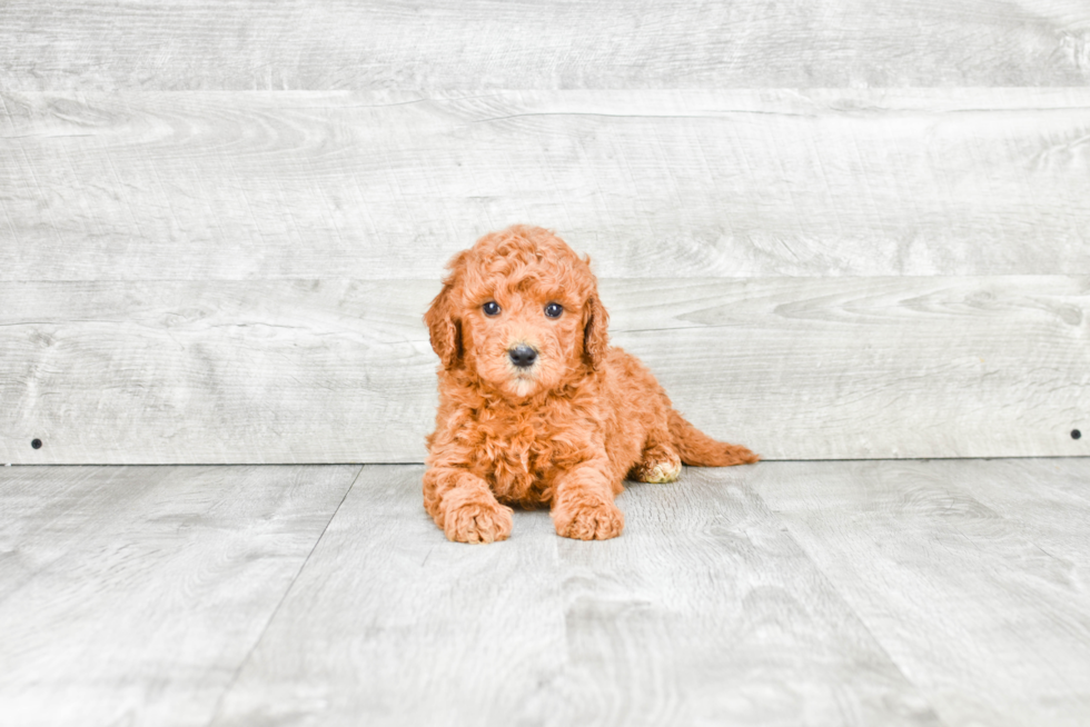 Adorable Golden Retriever Poodle Mix Puppy