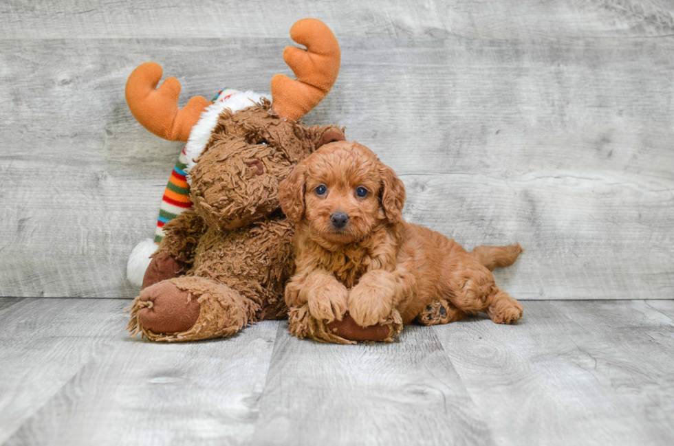 Popular Mini Goldendoodle Poodle Mix Pup