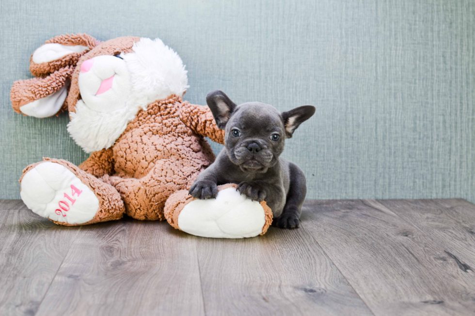 Smart Frenchie Purebred Puppy