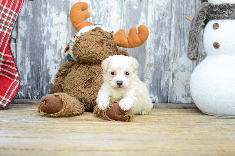 Maltipoo Puppy for Adoption