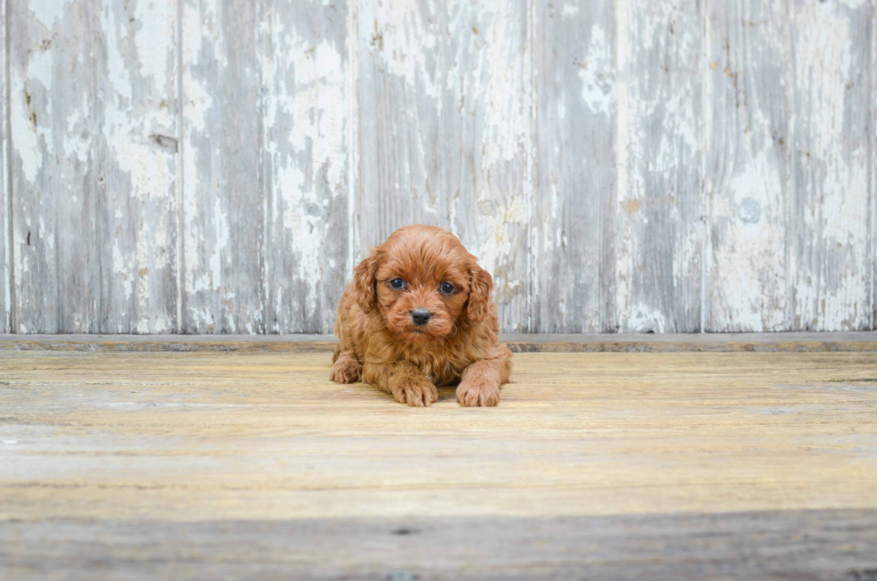 Adorable Cavoodle Poodle Mix Puppy