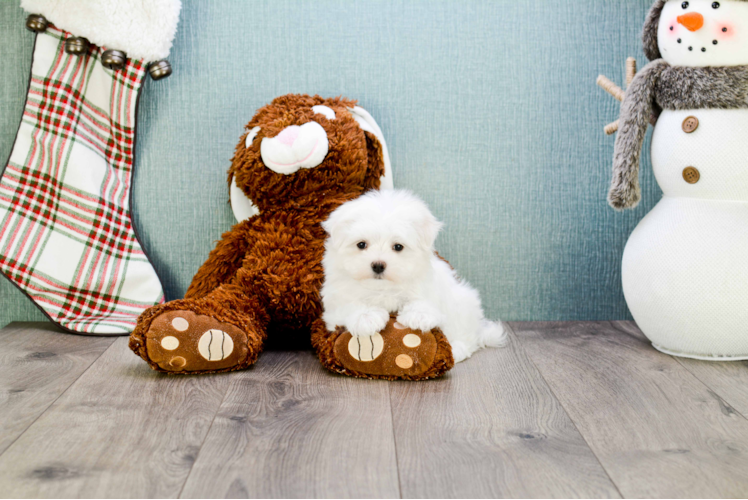 Maltese Pup Being Cute