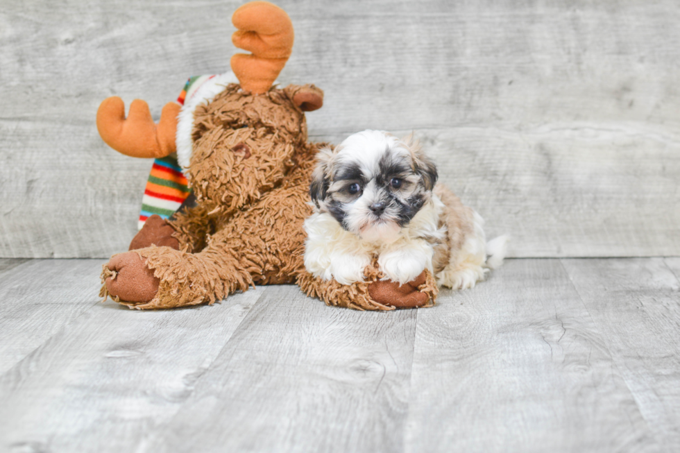 Teddy Bear Pup Being Cute