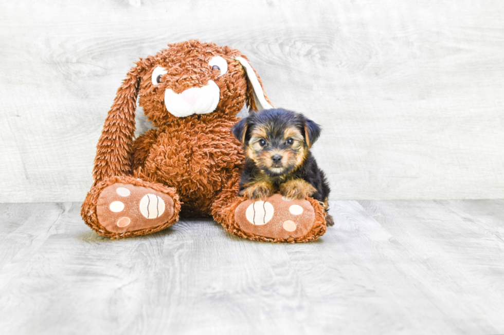 Meet Rebecca - our Yorkshire Terrier Puppy Photo 