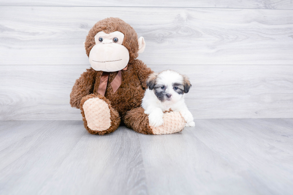 Teddy Bear Pup Being Cute