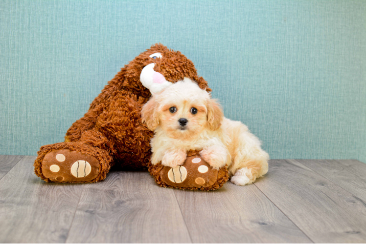 Cavapoo Puppy for Adoption