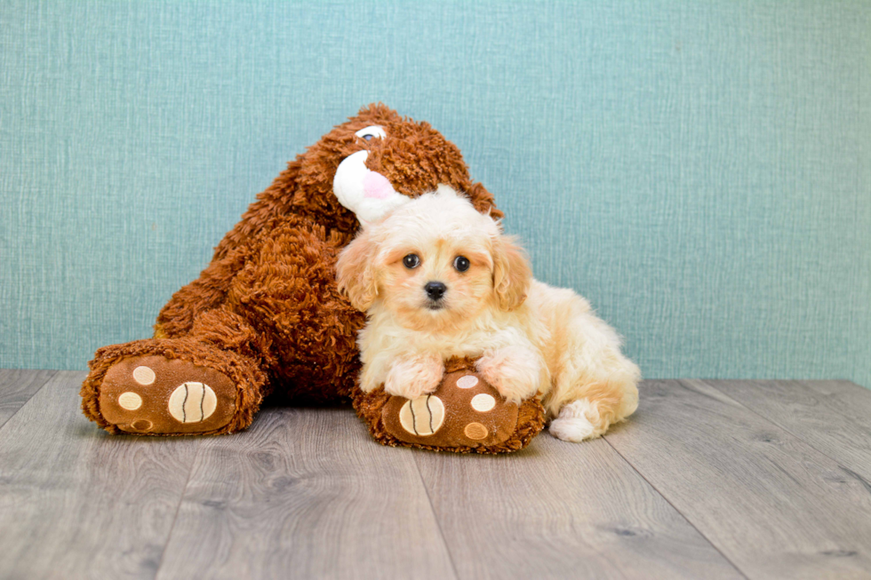 Cavapoo Puppy for Adoption