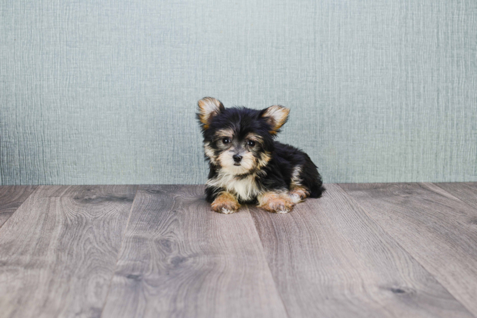 Petite Morkie Designer Pup