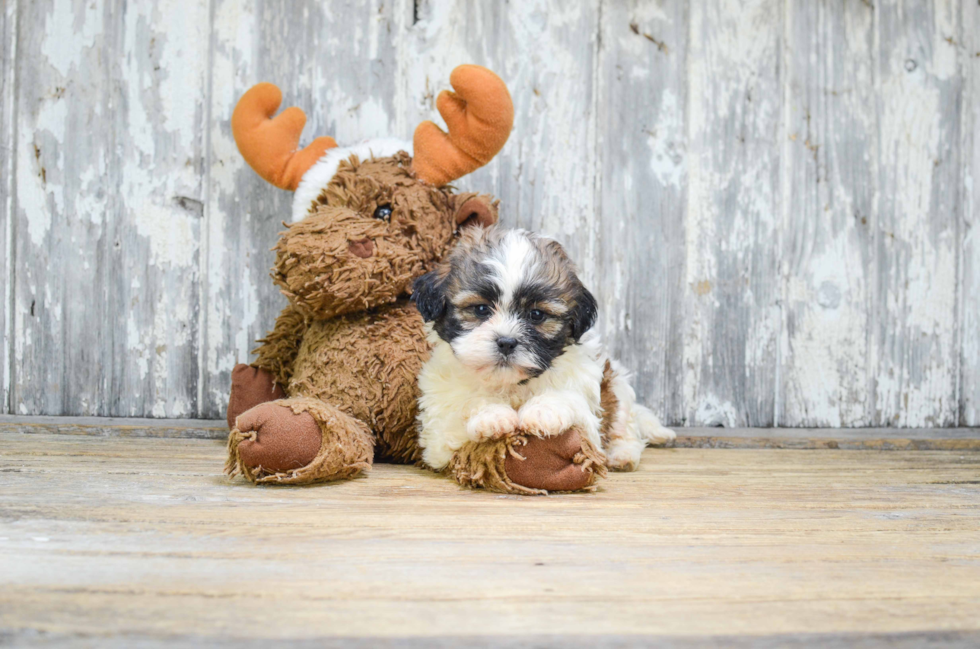 Popular Teddy Bear Designer Pup