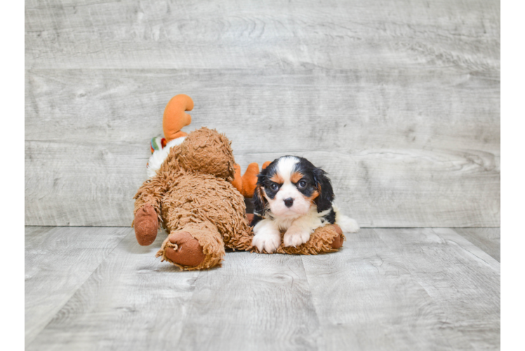 Popular Cavalier King Charles Spaniel Baby