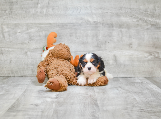 Popular Cavalier King Charles Spaniel Baby