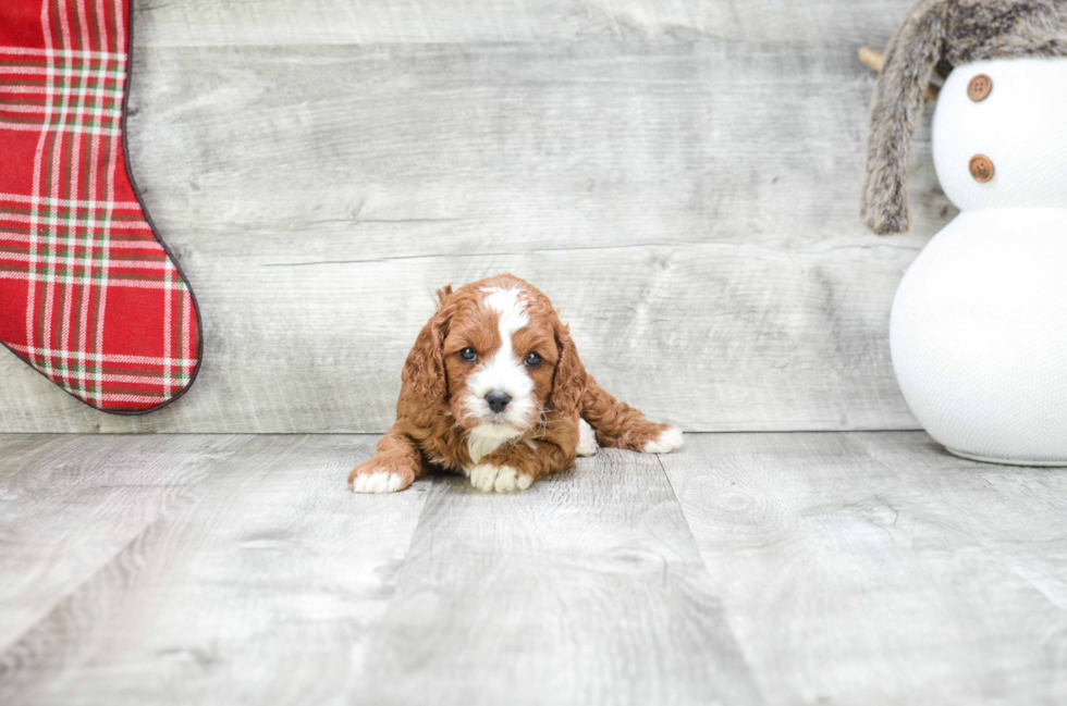 Cavapoo Puppy for Adoption