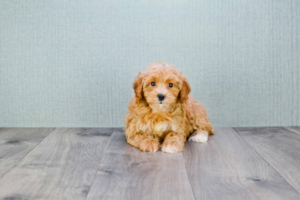 Cavapoo Pup Being Cute