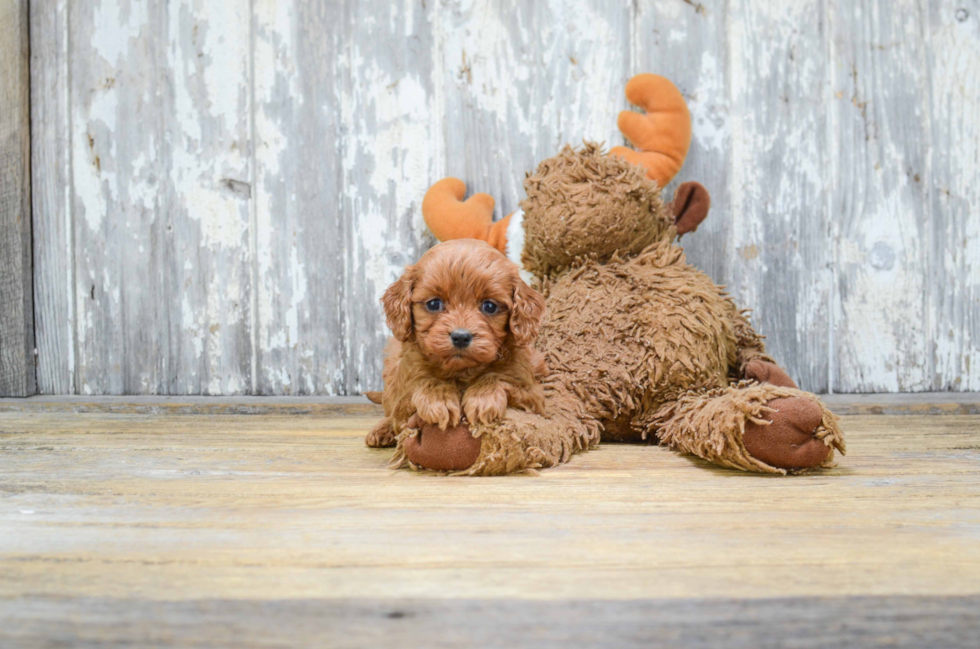 Petite Cavapoo Poodle Mix Pup