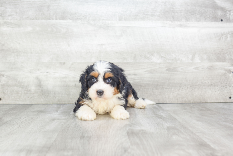 Playful Mini Berniedoodle Poodle Mix Puppy