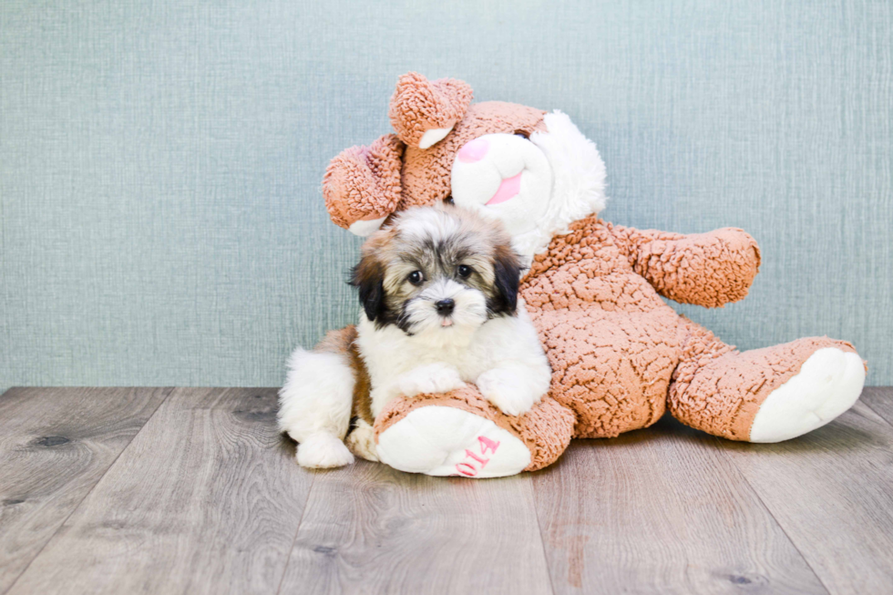 Popular Havanese Purebred Pup