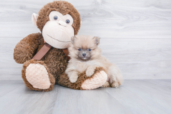 Playful Pomeranian Baby