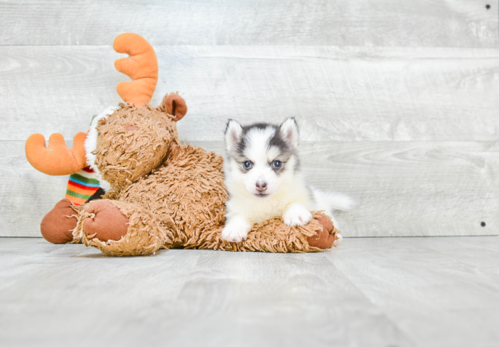 Energetic Mini Husky Designer Puppy