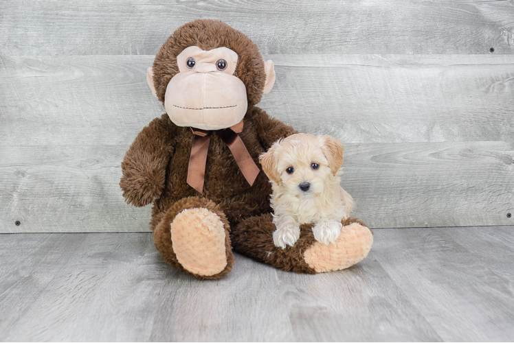 Petite Cavapoo Poodle Mix Pup