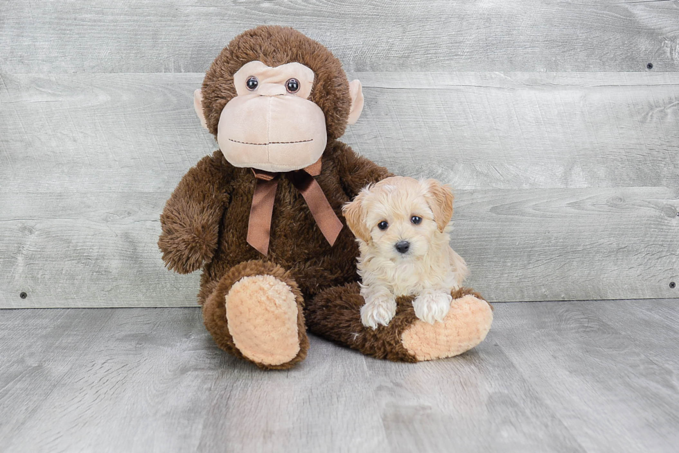 Petite Cavapoo Poodle Mix Pup