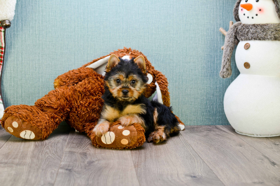 Meet Rebecca - our Yorkshire Terrier Puppy Photo 