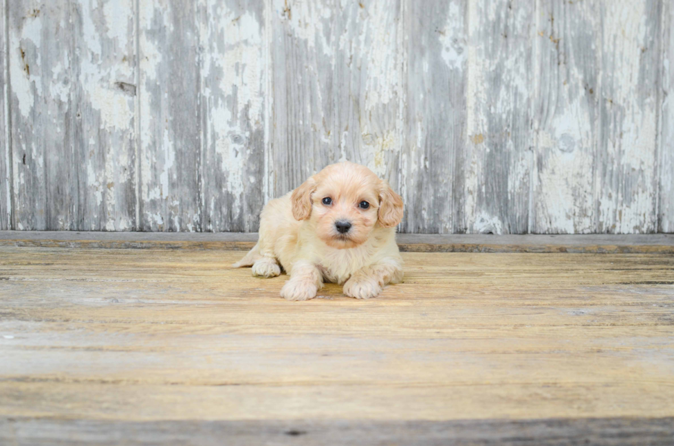 Best Cavapoo Baby