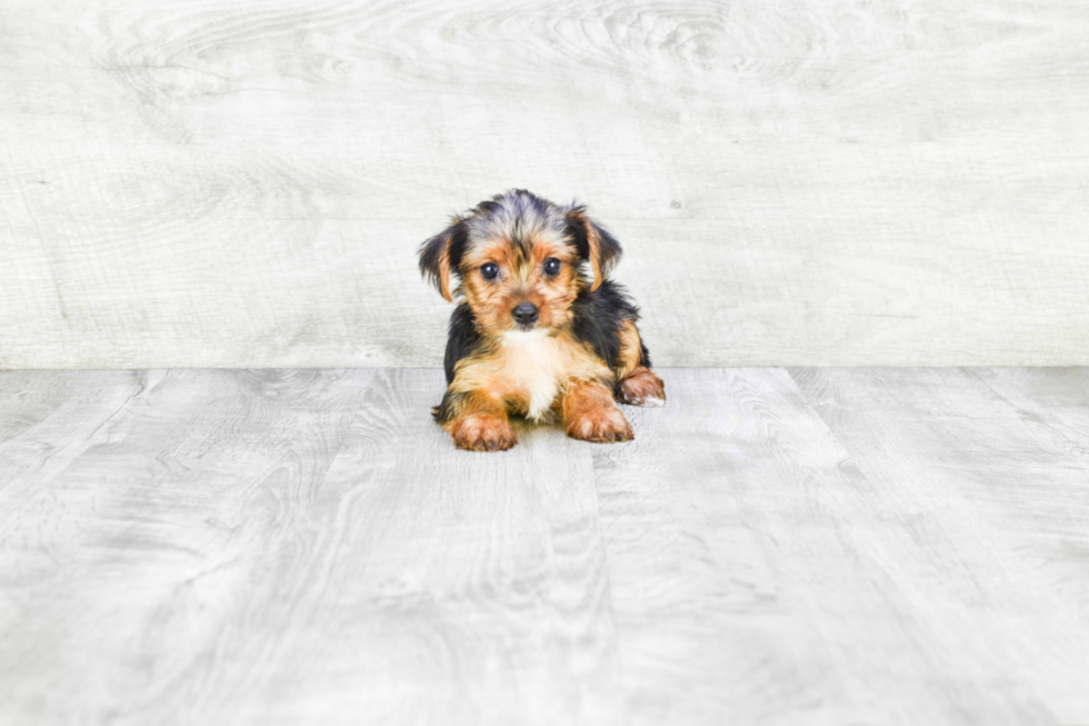 Meet Beyonce - our Yorkshire Terrier Puppy Photo 