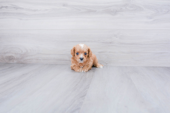 Cavapoo Puppy for Adoption