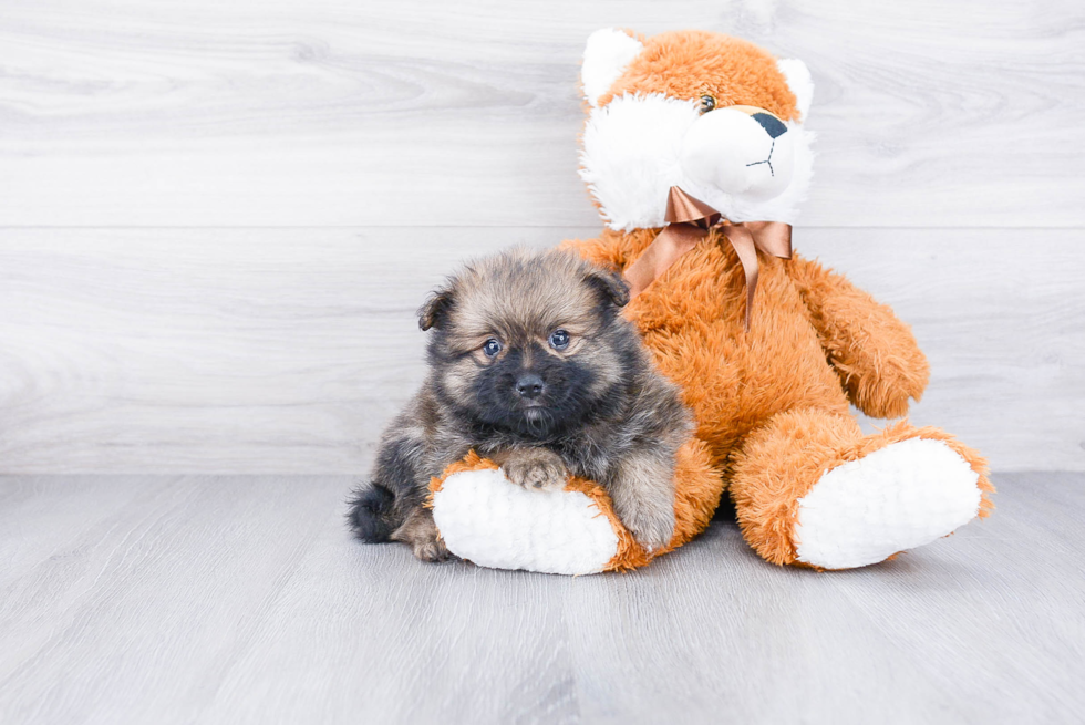 Pomeranian Pup Being Cute