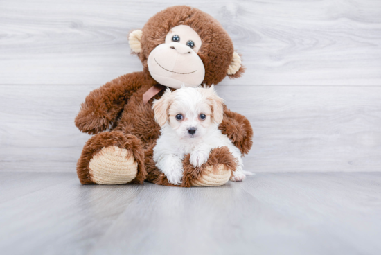 Cavachon Pup Being Cute