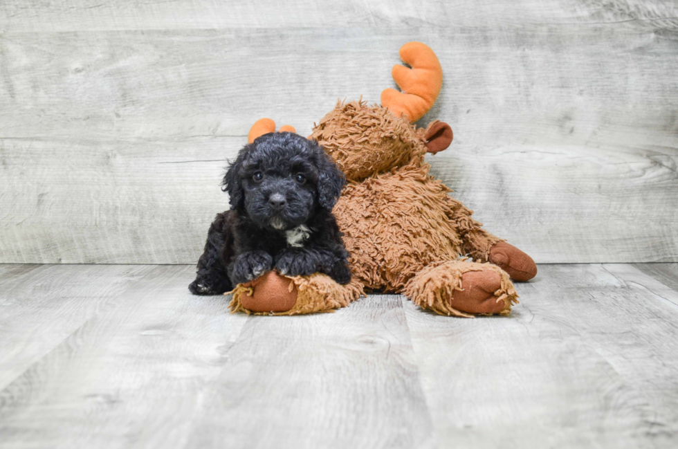 Cute Mini Bernedoodle Baby