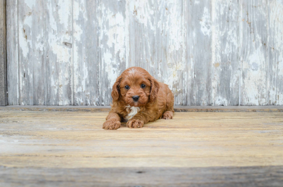 Happy Cavapoo Baby