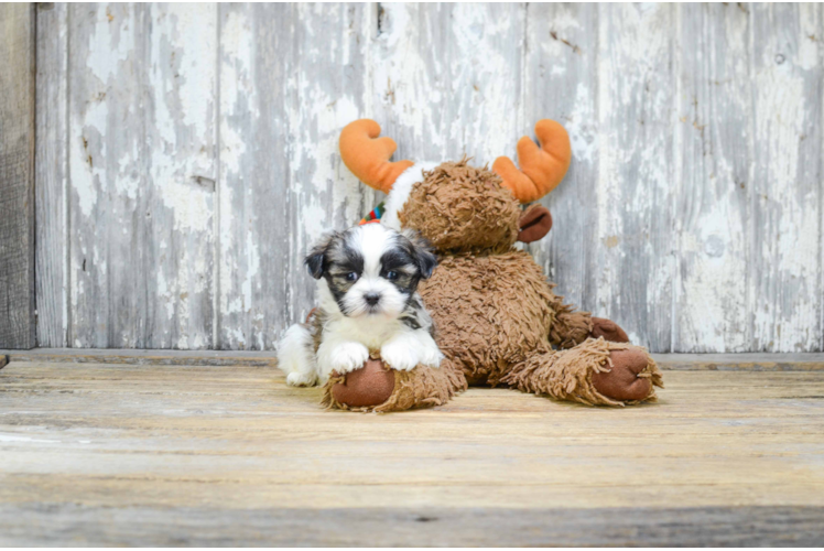 Happy Teddy Bear Baby