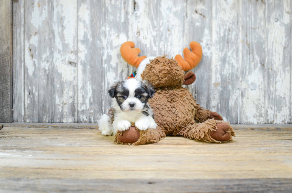 Happy Teddy Bear Baby