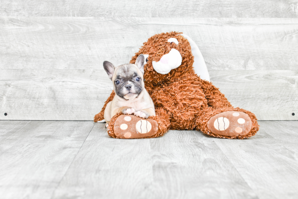 Friendly French Bulldog Purebred Pup