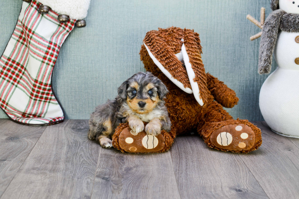 Mini Aussiedoodle Pup Being Cute