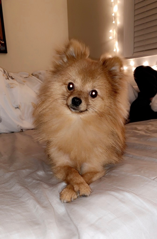 Little Pomeranian Purebred Pup