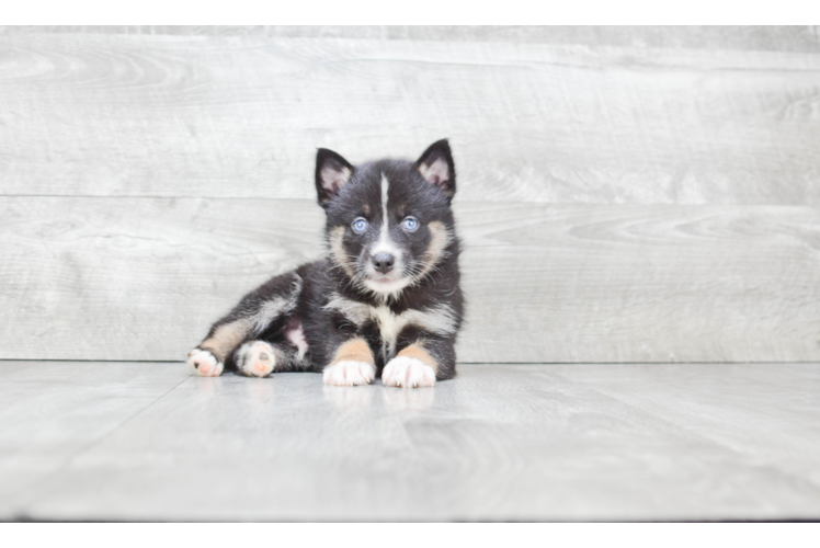 Small Pomsky Baby