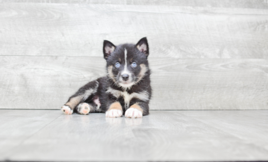 Small Pomsky Baby