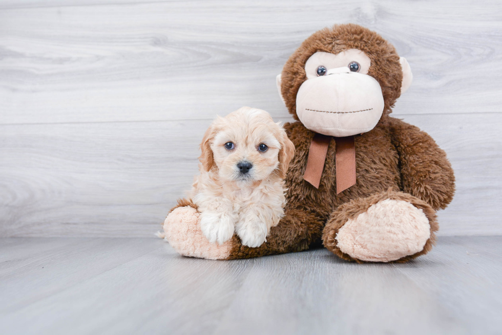 Cavachon Pup Being Cute