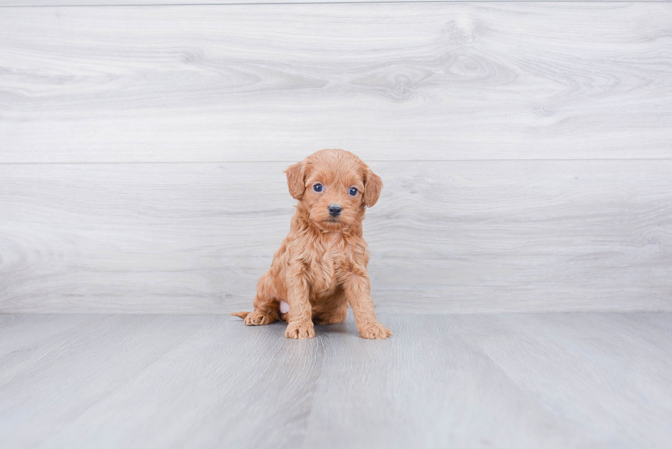 Cockapoo Pup Being Cute