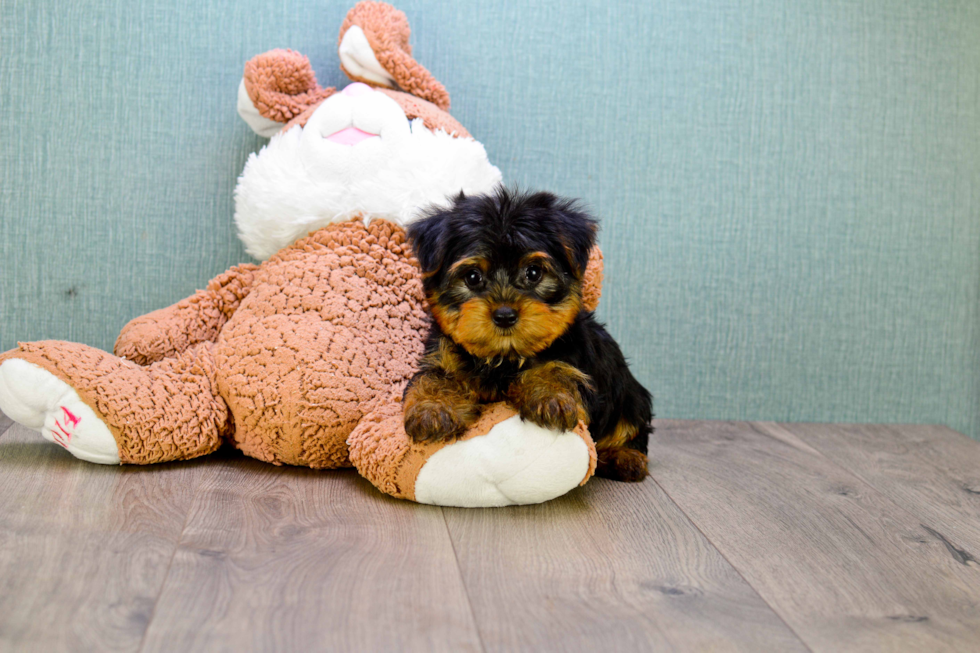 Meet Allen - our Yorkshire Terrier Puppy Photo 